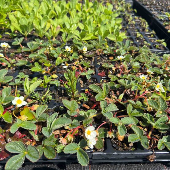 Jungpflanze/Stecklinge Erdbeere - Gartenerdbeere Bio