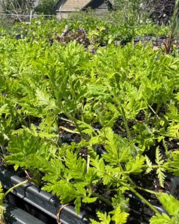 Jungpflanze/Stecklinge Süßdolde Bio