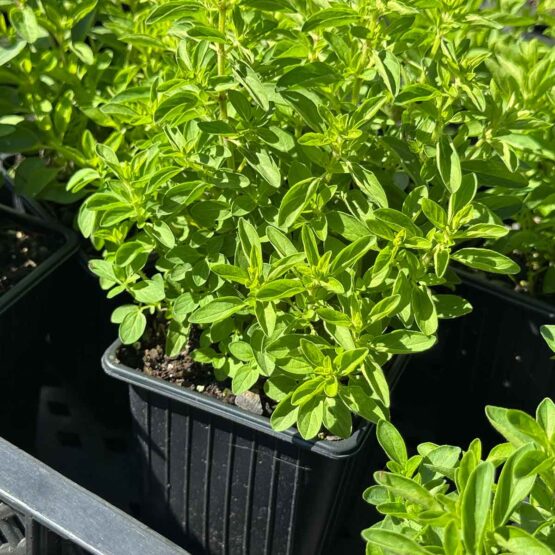 Oregano klein Bio Pflanze – Bild 3