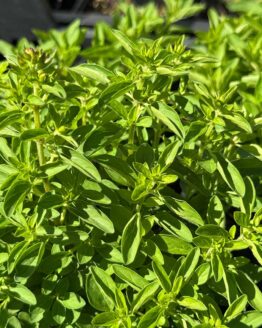 Oregano klein Bio Pflanze