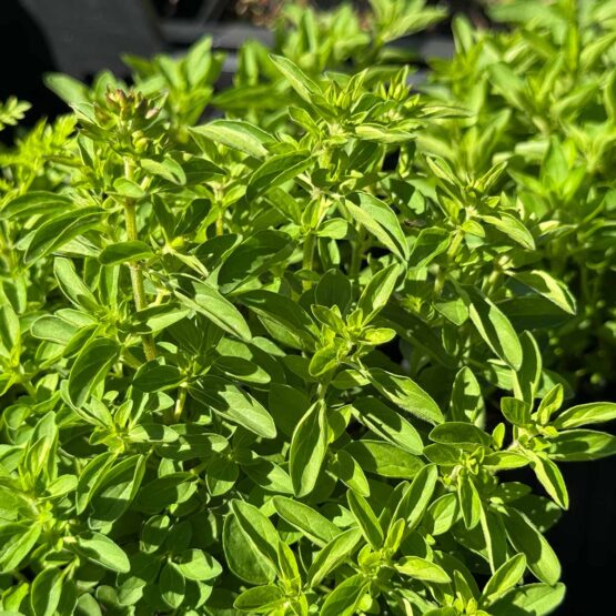 Oregano klein Bio Pflanze