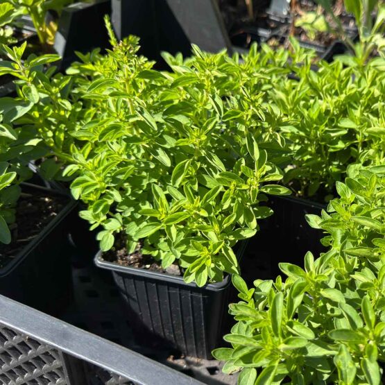 Oregano klein Bio Pflanze – Bild 2