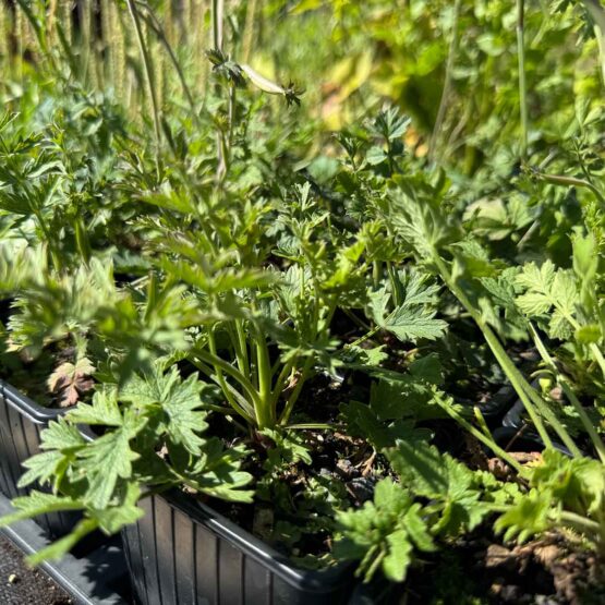 Bibernelle groß Pflanze Bio – Bild 3