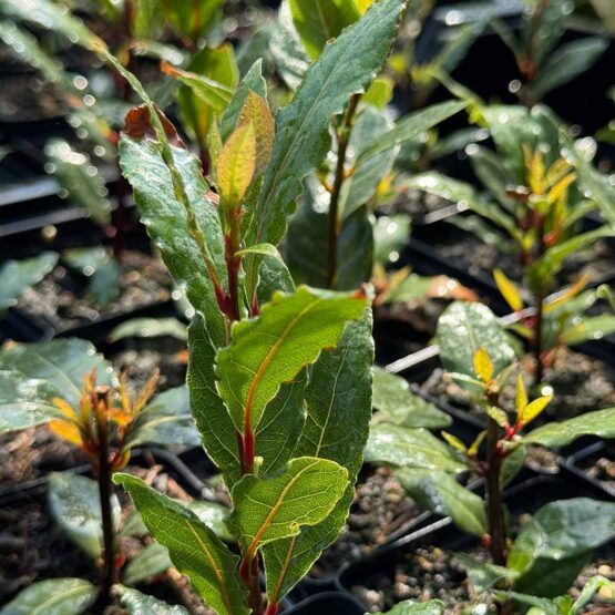Lorbeer Bio echter – Bild 2