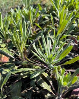 Färberwaid Bio Pflanze blühen schon